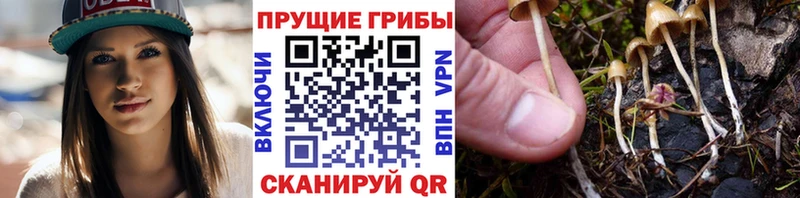 Купить закладки Бакал Псилоцибиновые грибы ЛСД